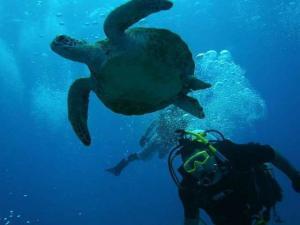 Mark Green - Daddy Houston, USA